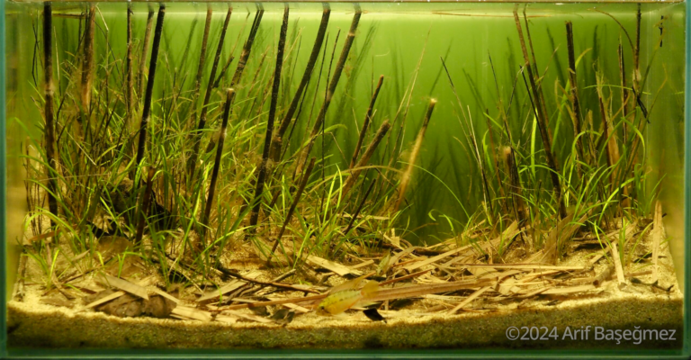 Floodplain Pond, Rio Tomo, Vichada, Colombia