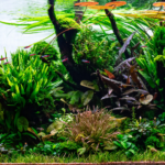 Diademed Hill - Aqua Plants Hub