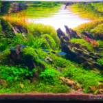 Sagascape - Sagascape (AGA 2024 #137) - Aqua Plants Hub
