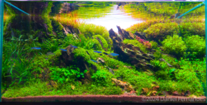 Sagascape - Sagascape (AGA 2024 #137) - Aqua Plants Hub