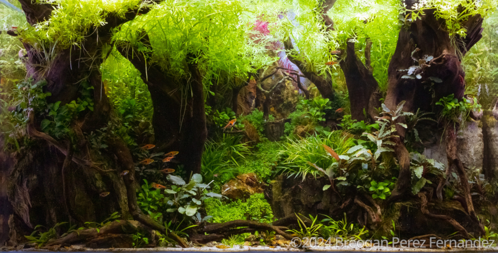 The Forgotten Path - Aqua Plants Hub