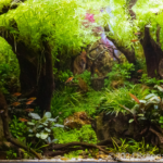 The Forgotten Path - Aqua Plants Hub