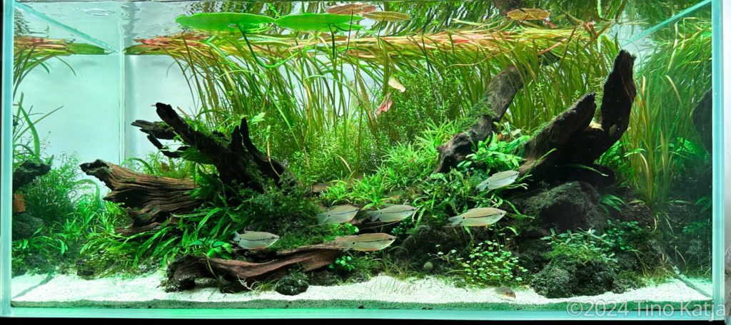 Midsummer - Aqua Plants Hub