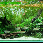 Midsummer - Aqua Plants Hub