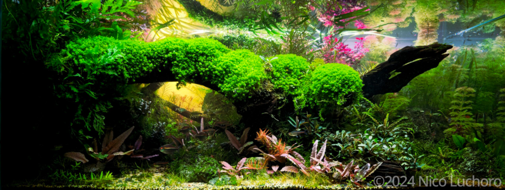 Verde amanecer - Aqua Plants Hub