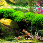 Verde amanecer - Aqua Plants Hub