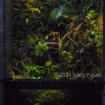 Yokai Night - Aqua Plants Hub