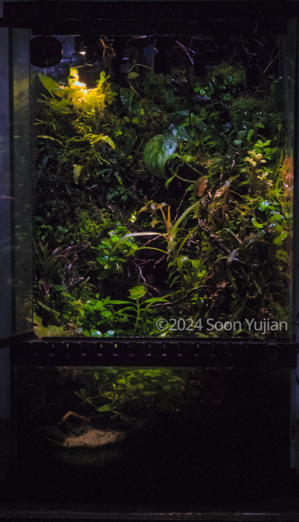 Yokai Night - Aqua Plants Hub