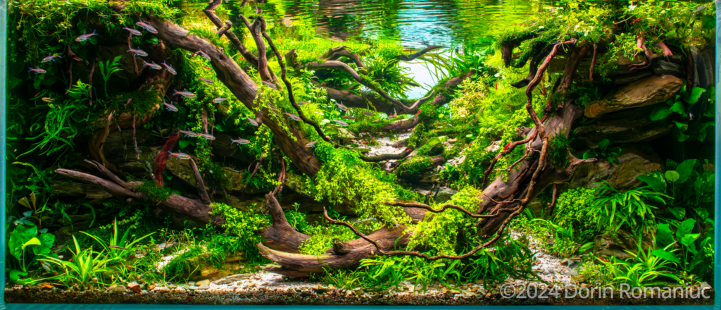 Impression, soleil levant - Aqua Plants Hub