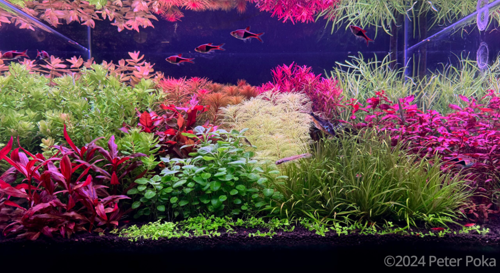 Hungarden - Aqua Plants Hub