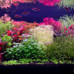 Hungarden - Aqua Plants Hub