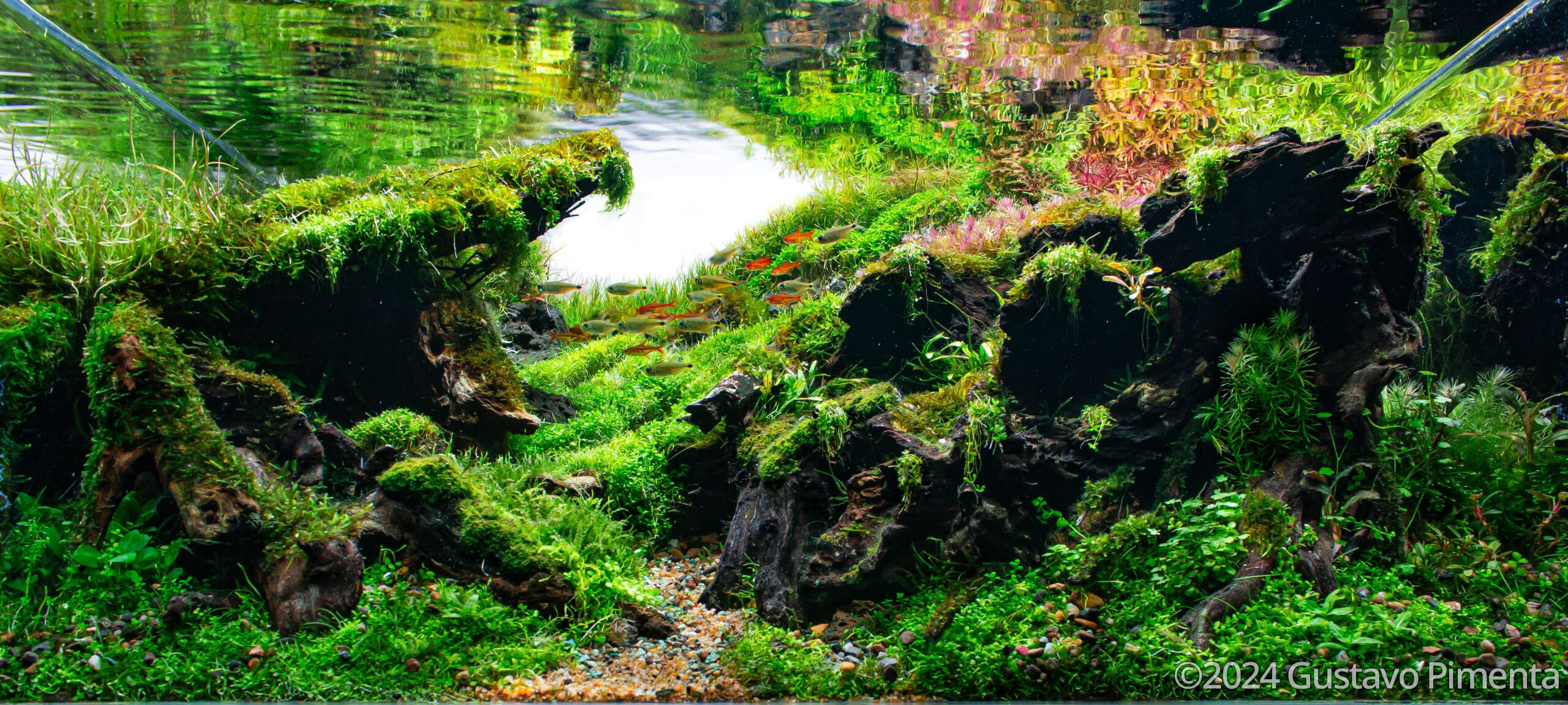 Colors In The Field - Aqua Plants Hub