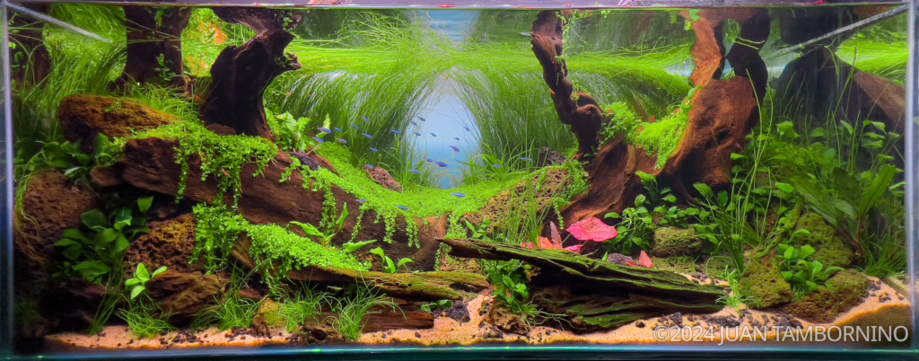 BRUMA - Aqua Plants Hub
