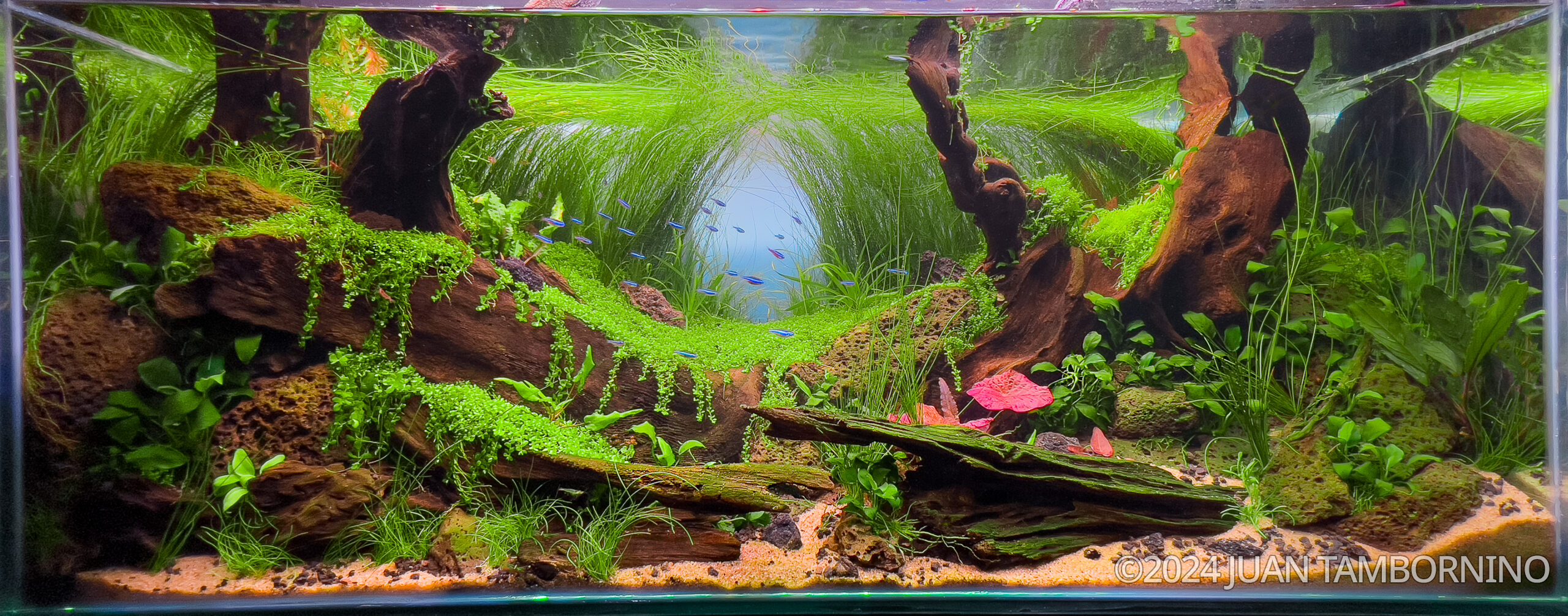 BRUMA - Aqua Plants Hub