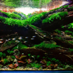 Layout 15 - Aqua Plants Hub
