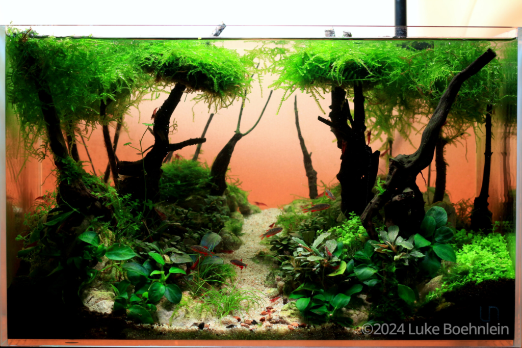 Forgotten Innocence - Aqua Plants Hub