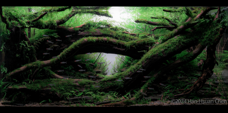 Forest of Memory