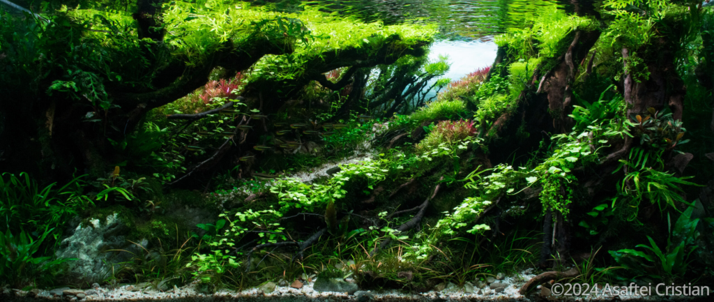 Flow - Flow (AGA 2024 #156) - Aqua Plants Hub