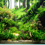 Hanging Cave - Aqua Plants Hub