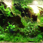 BREEZE - Aqua Plants Hub