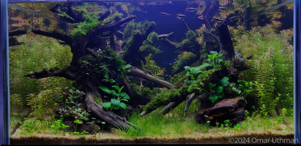 Past Dawn - Aqua Plants Hub