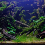 Past Dawn - Aqua Plants Hub