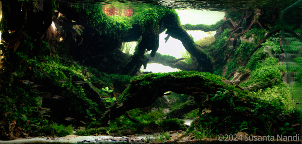 Whisper of the heart - Aqua Plants Hub