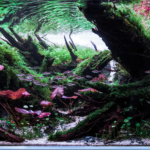 Scarlet stream - Aqua Plants Hub