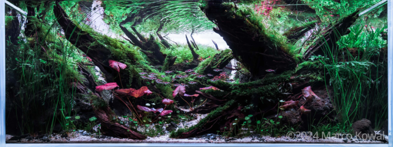 Scarlet stream
