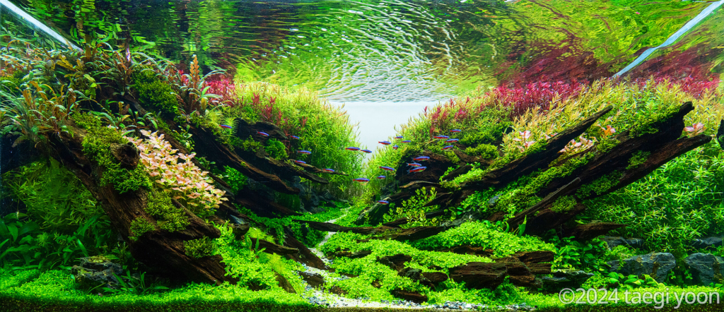 swing - Aqua Plants Hub