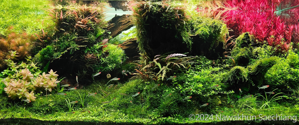 Swallow Natural - Aqua Plants Hub