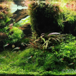 Swallow Natural - Aqua Plants Hub