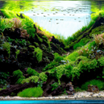 Radiance - Radiance (AGA 2024 #17) - Aqua Plants Hub