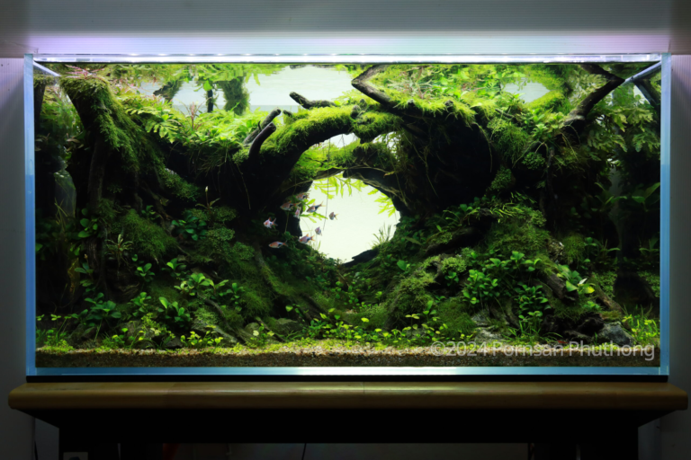 Jungle Tunnel