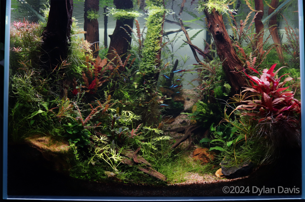 The Path to Clarity - Aqua Plants Hub