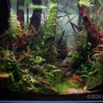 The Path to Clarity - Aqua Plants Hub