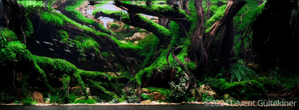 Kingdom of Green Roots - Aqua Plants Hub