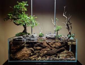 CREEKBED 2.0 - CREEKBED 2.0 (AGA 2024 #178) - Aqua Plants Hub