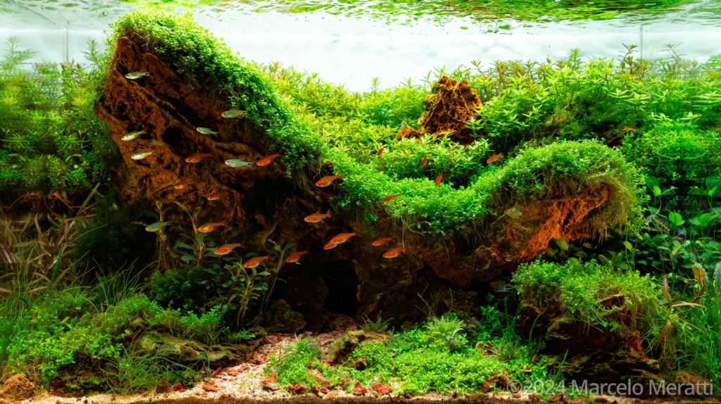 Skinhole of Macaws - Aqua Plants Hub