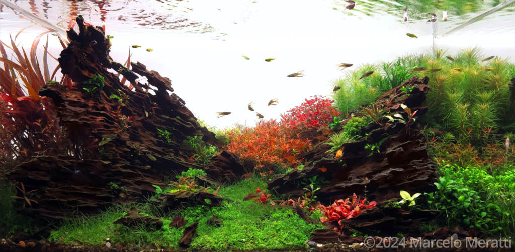 Unknow Pathway - Aqua Plants Hub