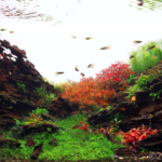 Unknow Pathway - Aqua Plants Hub