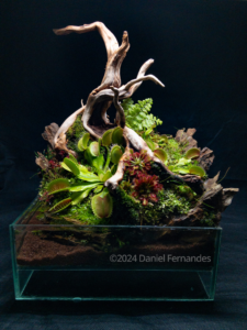 Nature’s Ambush - Aqua Plants Hub