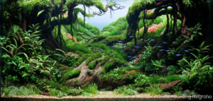 WONOGIRI - Aqua Plants Hub