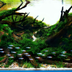 Passage - Passage (AGA 2024 #183) - Aqua Plants Hub