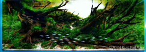 Passage - Passage (AGA 2024 #183) - Aqua Plants Hub
