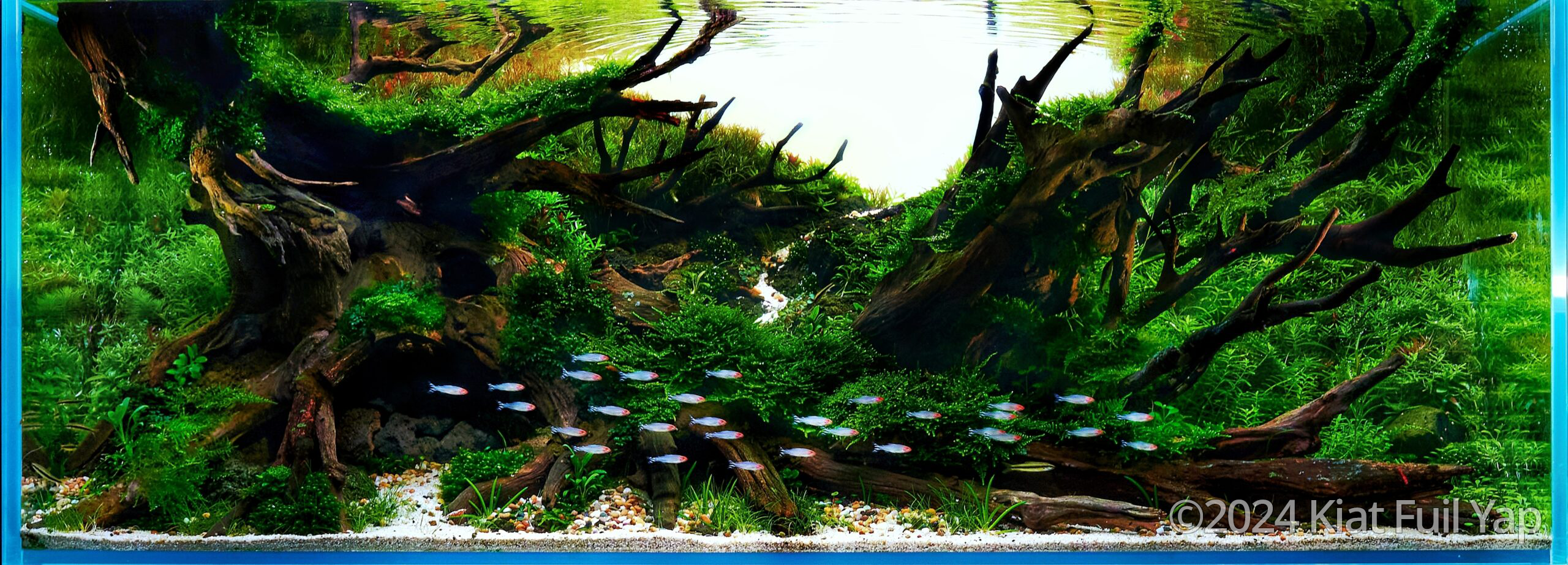 Passage - Passage (AGA 2024 #183) - Aqua Plants Hub