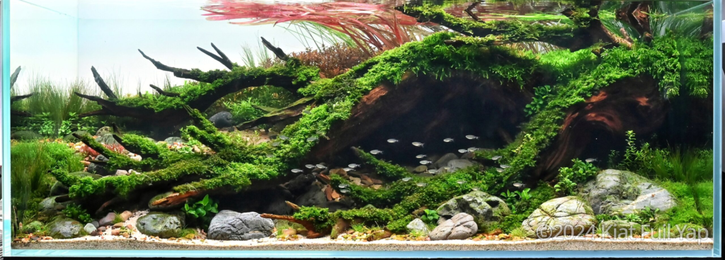 Flow - Flow (AGA 2024 #184) - Aqua Plants Hub