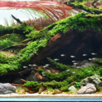 Flow - Flow (AGA 2024 #184) - Aqua Plants Hub