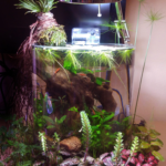 Earth, water and air fusion - Aqua Plants Hub