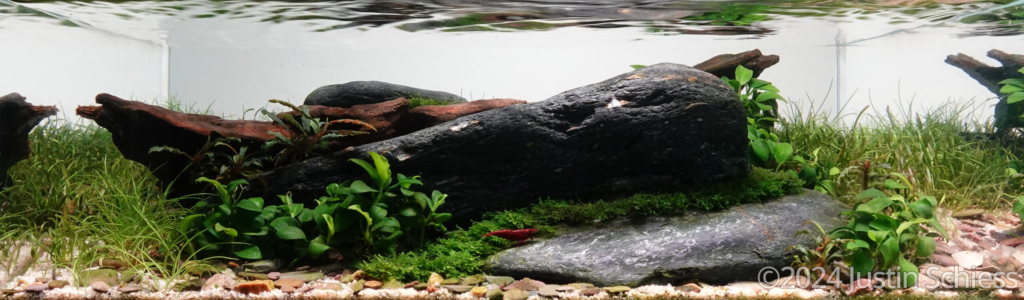Longbow - Aqua Plants Hub